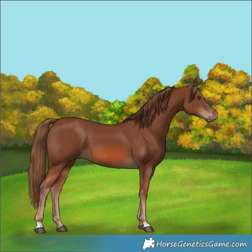 Horse Color:Chestnut 