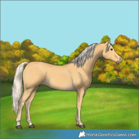 Horse Color:Palomino 