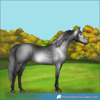 Horse Color:Gray Black 