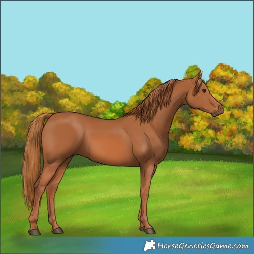 Horse Color:Chestnut 