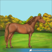 Horse Color:Chestnut 