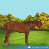 Horse Color:Chestnut 
