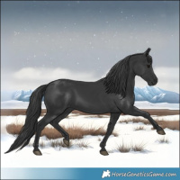 Horse Color:Black 
