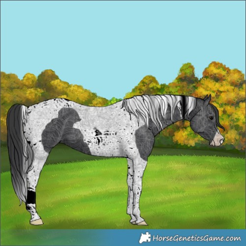 Horse Color:Black Tobiano