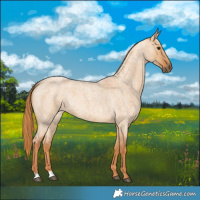 Horse Color:Red Dun Roan 