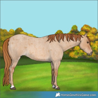 Horse Color:Red Dun Roan 