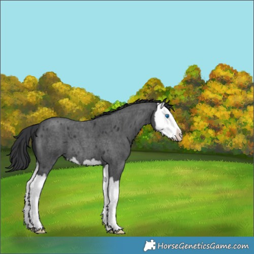 Horse Color:Blue Roan Splash