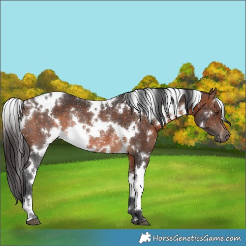 Horse Color:White Spotted Brown Rabicano 