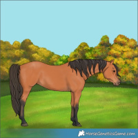 Horse Color:Bay 