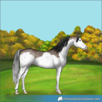 Horse Color:White Spotted Brown Dun Splash