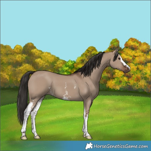 Horse Color:White Spotted Liver Red Dun 
