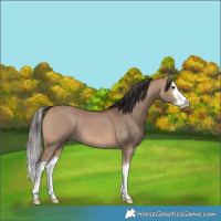 Horse Color:White Spotted Bay Dun Splash 