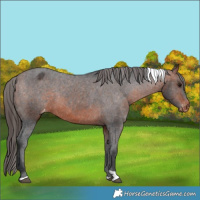 Horse Color:Bay Tobiano Appaloosa 