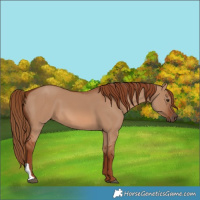 Horse Color:Red Dun 