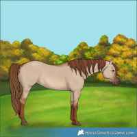 Horse Color:Red Dun 