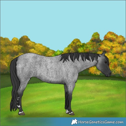 Horse Color:Blue Roan