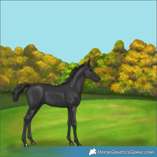Horse Color:Black 