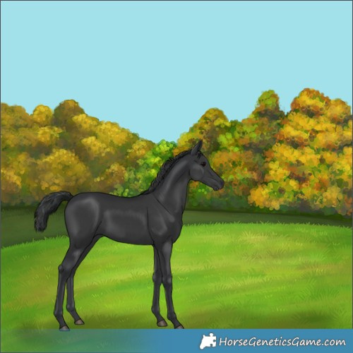Horse Color:Black 