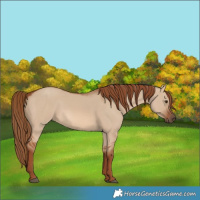 Horse Color:Red Dun 