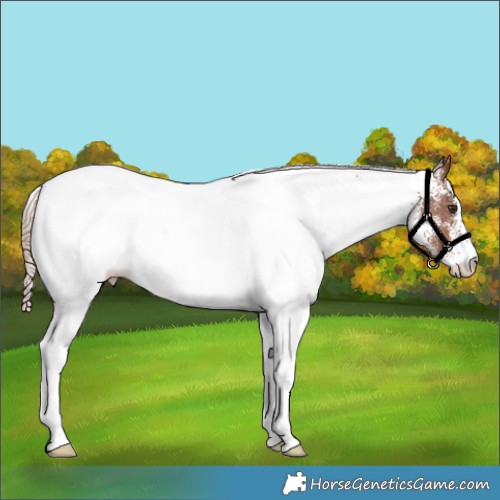Horse Color:White Spotted Chestnut Rabicano 