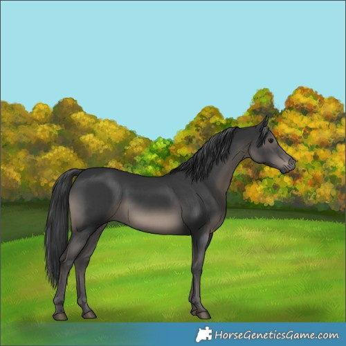 Horse Color:Black 