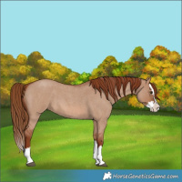Horse Color:Unknown 