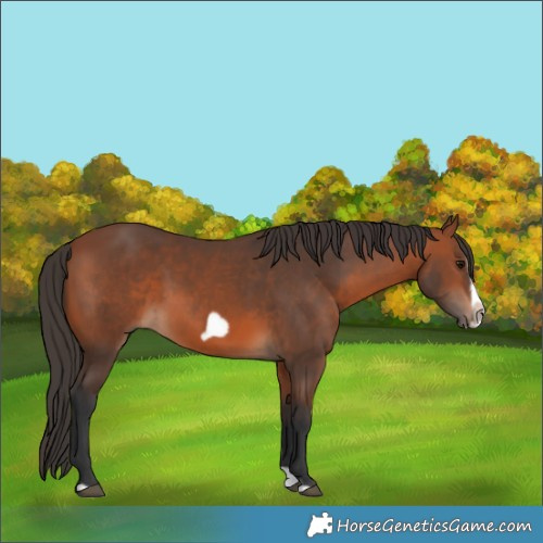 Horse Color:Bay Splash Frame 