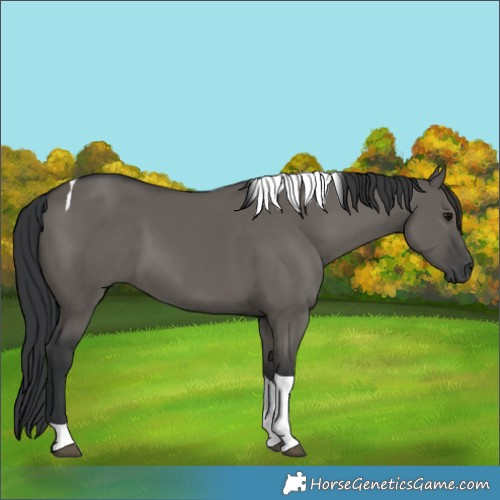 Horse Color:Grullo Tobiano 