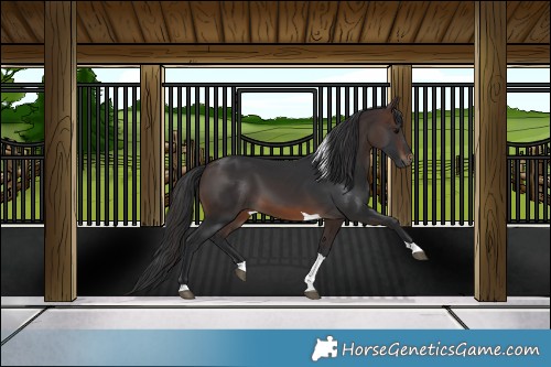 Horse Color:Brown Tobiano 
