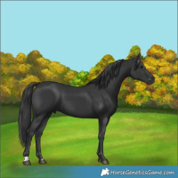 Horse Color:Black 