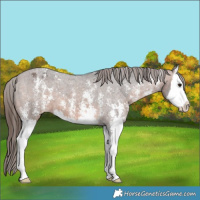 Horse Color:Brown Sabino Splash Varnish 