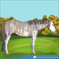 Horse Color:Brown Sabino Splash Appaloosa
