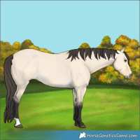Horse Color:Buckskin Dun 