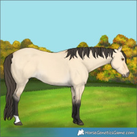 Horse Color:Buckskin Dun