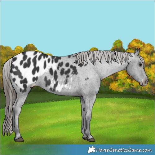 Horse Color:Black Appaloosa 