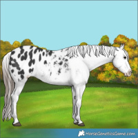 Horse Color:Black Blanket 