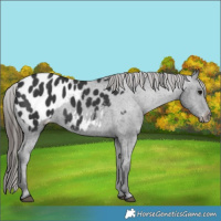 Horse Color:Black Appaloosa 
