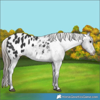 Horse Color:Black Appaloosa
