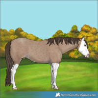 Horse Color:Classic Champagne Splash 