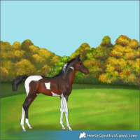 Horse Color:Brown Tobiano