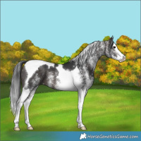 Horse Color:Platinum White Spotted Brown Splash Tobiano