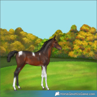 Horse Color:Brown Tobiano 
