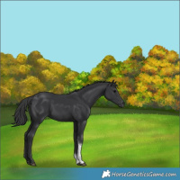 Horse Color:Black Tobiano 