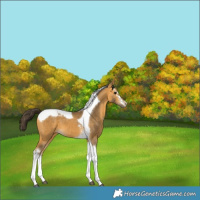 Horse Color:White Spotted Buckskin Tobiano 