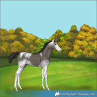 Horse Color:Platinum White Spotted Smoky Grullo Tobiano