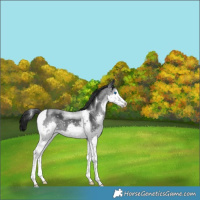 Horse Color:White Spotted Black Mushroom Splash Tobiano