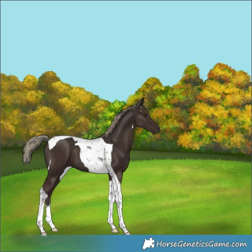 Horse Color:Liver Chestnut Mushroom Tobiano 