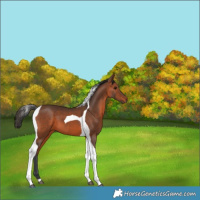 Horse Color:Bay Tobiano 