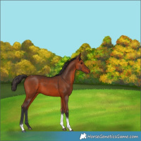 Horse Color:Bay Tobiano 