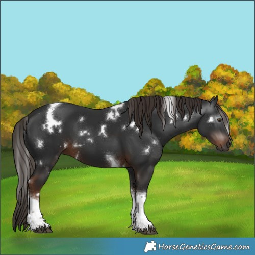 Horse Color:Gray White Spotted Liver Chestnut Tobiano 